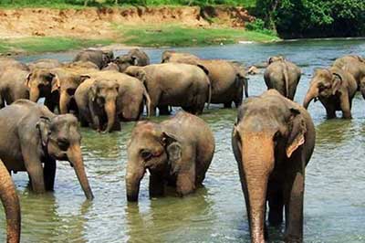 pinnawala Elephant | asangators.com