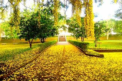Kandy Botnical Garden | asangatours.com