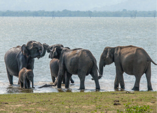 Udawalawe Day Tour